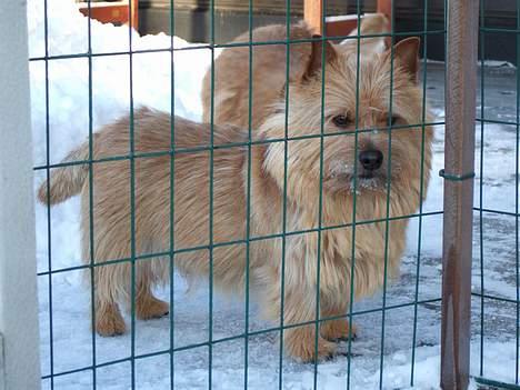 Norwich terrier Don Caspar - Øv, jeg vil med ! billede 3