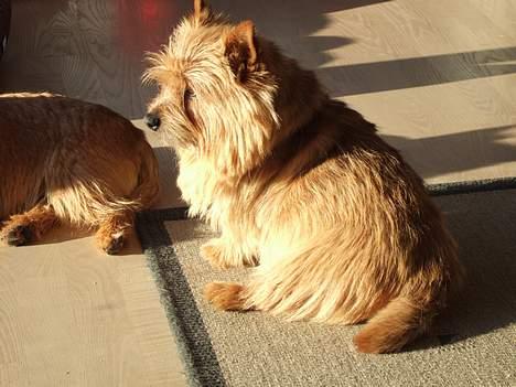Norwich terrier Don Caspar - Det er så dejligt, at sidde og drømme ! billede 4