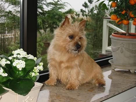 Norwich terrier Don Caspar - Så drømmer vi igen ! billede 5