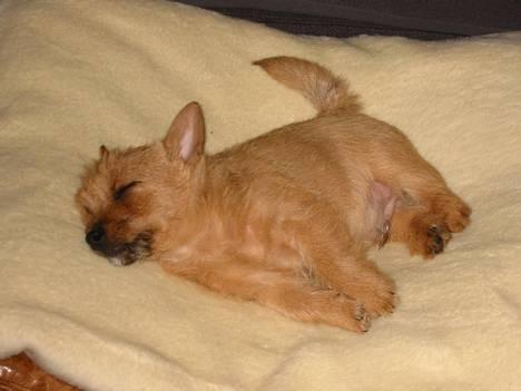Norwich terrier Don Caspar - Caspar som lille........er han ikke sød ? billede 6
