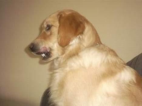 Golden retriever Gismo - Pletskud ;o) billede 4