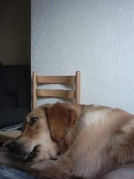 Golden retriever Gismo - Her ligger han med sit tyggeben billede 7