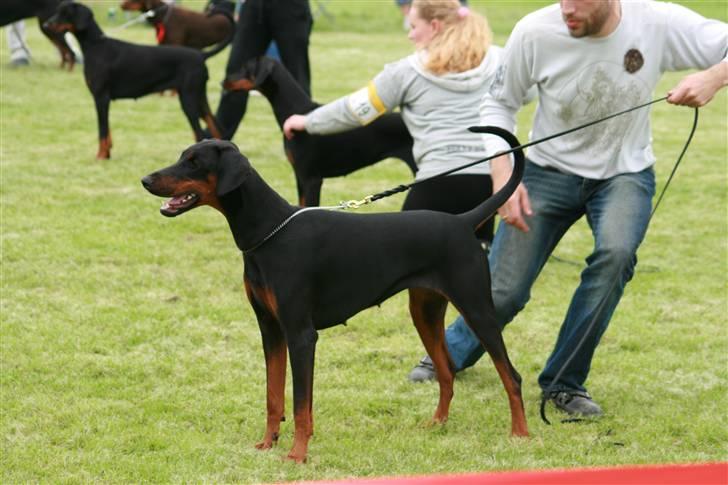 Dobermann Black BallerinaBelladonna - Odense 2007 billede 2