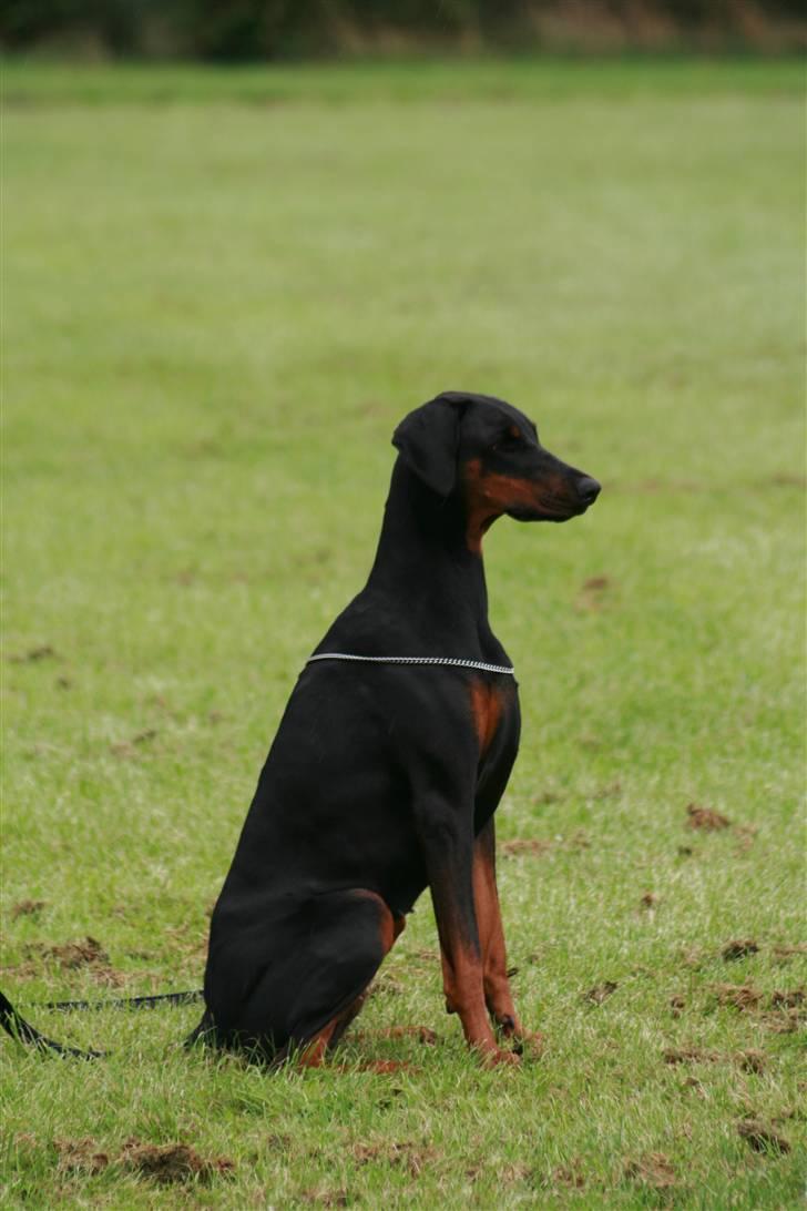 Dobermann Black BallerinaBelladonna - Hvorlænge skal jeg sidde her??? billede 3