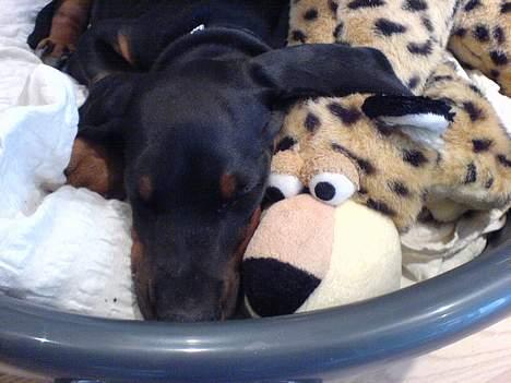 Dobermann Black BallerinaBelladonna - Venner for livet! billede 4