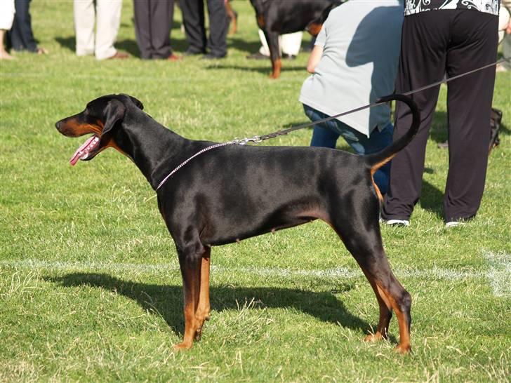 Dobermann Black BallerinaBelladonna - IDC 2008. (Pic af Go On 4 Ever Dobermanns.) billede 5
