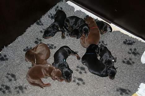 Dobermann Black BallerinaBelladonna - Hvor er jeg?! billede 6