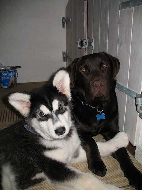 Alaskan malamute Kila (DØD) - Det her er min storebror, Gizmo og mig billede 2