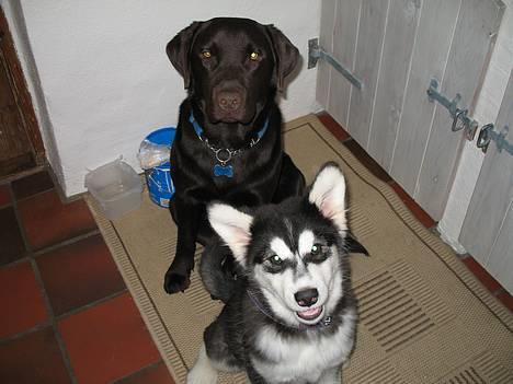 Alaskan malamute Kila (DØD) - Her er vi igen :-) billede 3