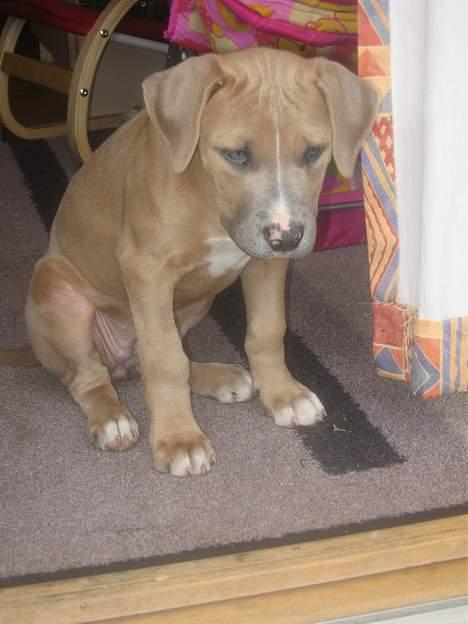 Blanding af racer Malou - sidder lige og holder styr på haven... "i sikkerhed" billede 1