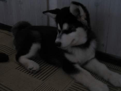 Alaskan malamute Kila (DØD) - Hvad laver du Gizmo? billede 4