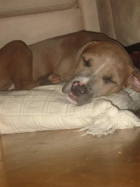 Blanding af racer Malou - Tar mig lige en lur!! billede 2