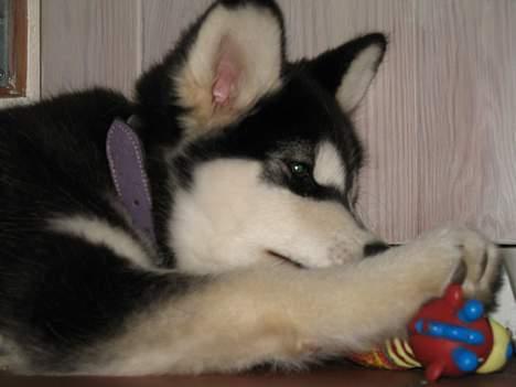 Alaskan malamute Kila (DØD) - Jubii et pive-legetøj! billede 6