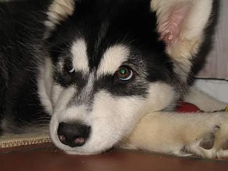 Alaskan malamute Kila (DØD) - Åhh, jeg trænger til en lille lur! billede 7