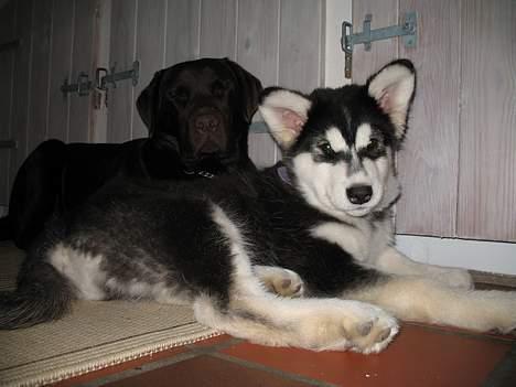 Alaskan malamute Kila (DØD) - Mor! Nu gider vi altså ikke have taget flere billeder lige nu! billede 9