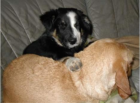 Border collie Maddie, stambogsnavn Emma (RIP 2020) - sofa hygge billede 19