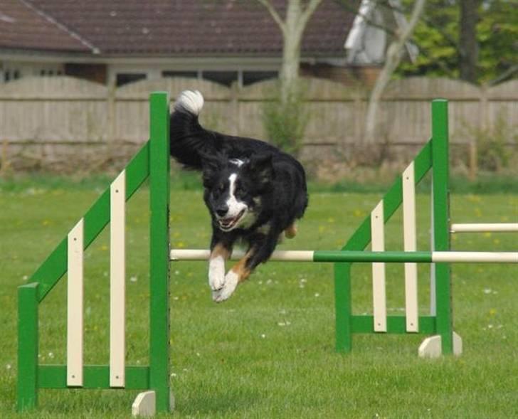 Border collie Maddie, stambogsnavn Emma (RIP 2020) - Maddie Stævne i Ribe 2009 billede 20