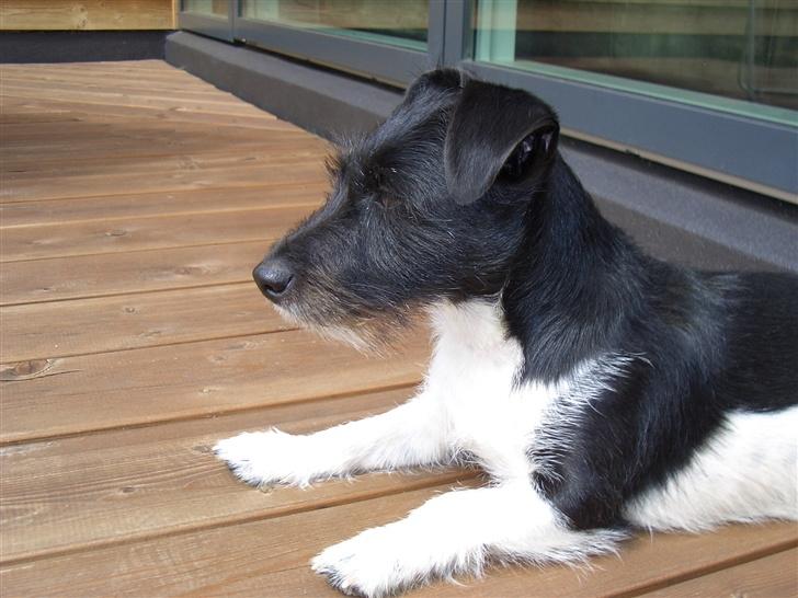 Jack russell terrier Freja - her er jeg såhh billede 1