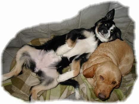 Border collie Maddie, stambogsnavn Emma (RIP 2020) - man nyder det billede 21