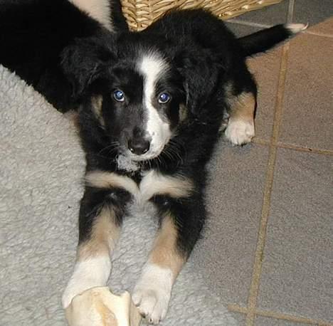 Border collie Maddie, stambogsnavn Emma (RIP 2020) - Maddie 8 uger billede 23