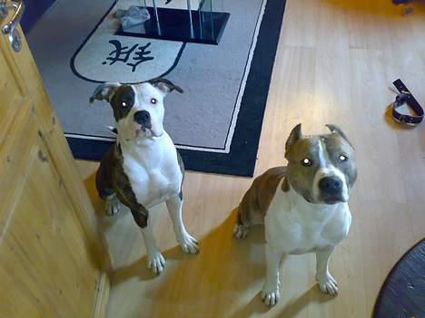 Amerikansk staffordshire terrier TYSON billede 2