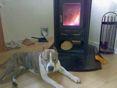 Amerikansk staffordshire terrier TYSON billede 3