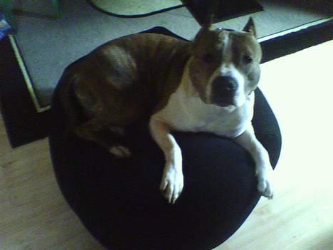 Amerikansk staffordshire terrier TYSON billede 4