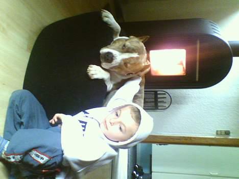 Amerikansk staffordshire terrier TYSON billede 5