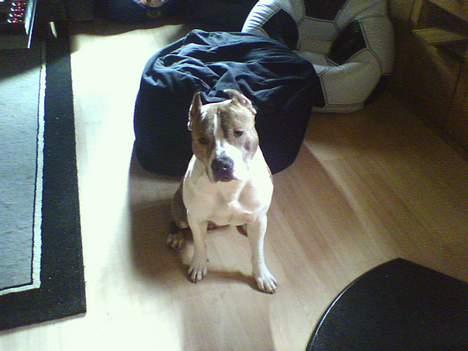 Amerikansk staffordshire terrier TYSON billede 6