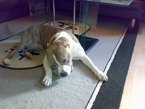 Amerikansk staffordshire terrier TYSON billede 7