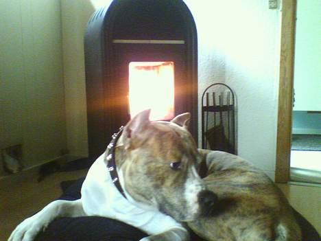 Amerikansk staffordshire terrier TYSON billede 8