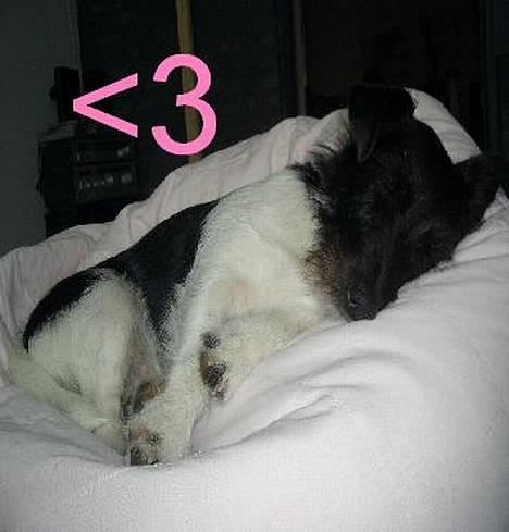 Jack russell terrier Freja - zzz billede 2