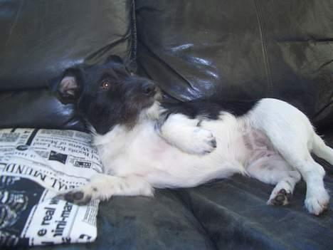 Jack russell terrier Freja - "jeg vil kløs på mavse!" billede 3