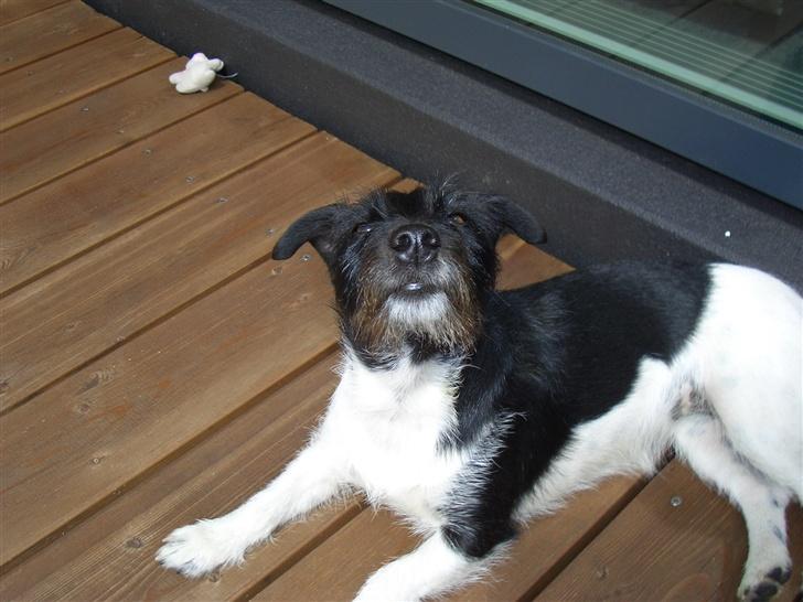 Jack russell terrier Freja - heh her ligger hun og snuser til den lune luft.. billede 4