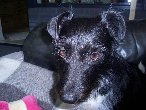 Jack russell terrier Freja - Goddag :P billede 5