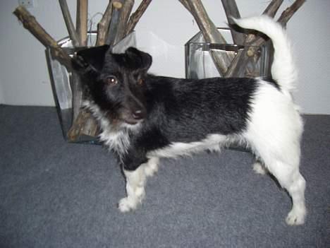 Jack russell terrier Freja - hey smukke.. er jeg bare lækker eller hvad?? héh billede 6