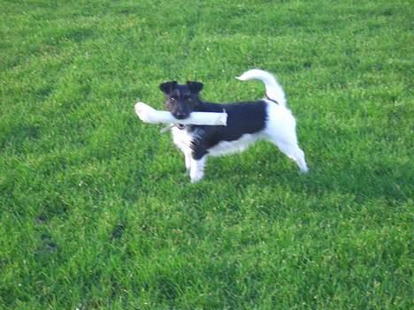 Jack russell terrier Freja - jaahh enelig fandt jeg det "store" ben igen! billede 7