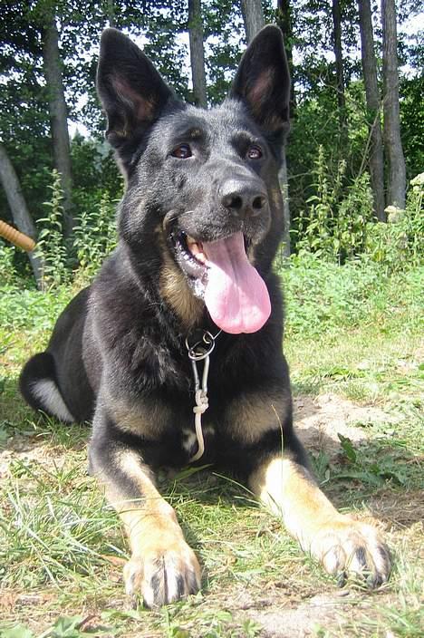 Schæferhund Blondi - Hyggelig stund på ferien 2006 billede 2