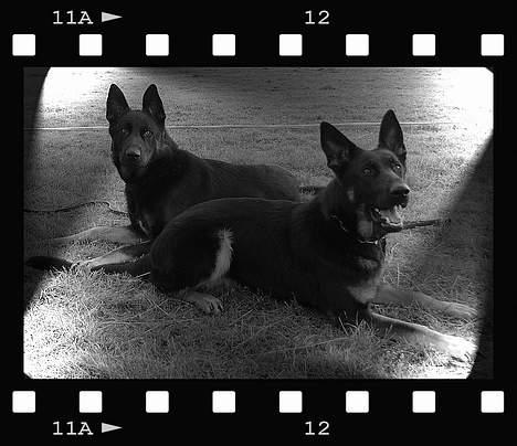 Schæferhund Blondi - Blondi og Basko billede 3