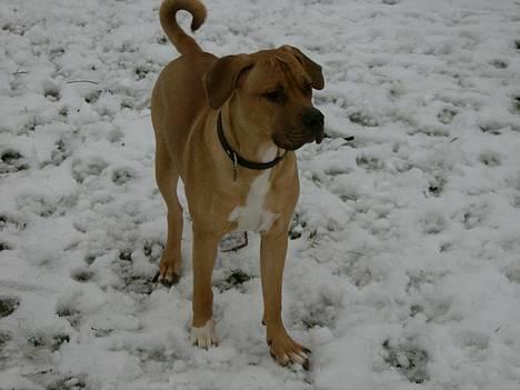 Blanding af racer Kato (R.I.P.) billede 1