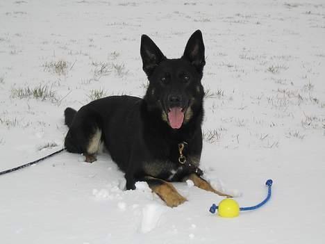 Schæferhund Blondi - Blondi i sneen billede 4