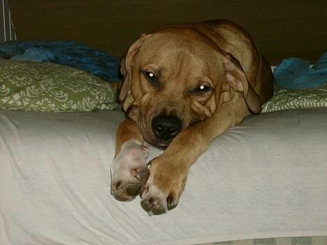 Blanding af racer Kato (R.I.P.) billede 2