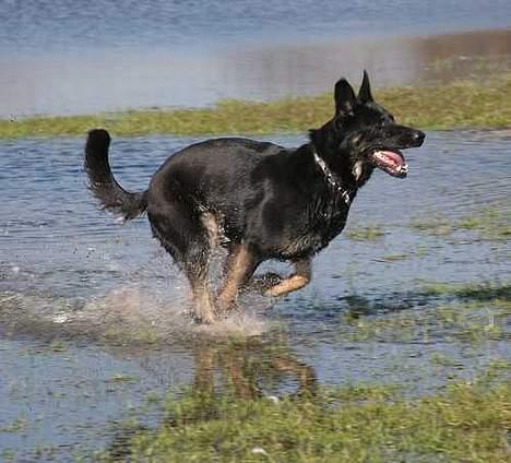 Schæferhund Blondi - Fedt  billede 5