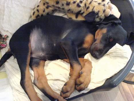 Dobermann Black BallerinaBelladonna - zzzzzz.... billede 7