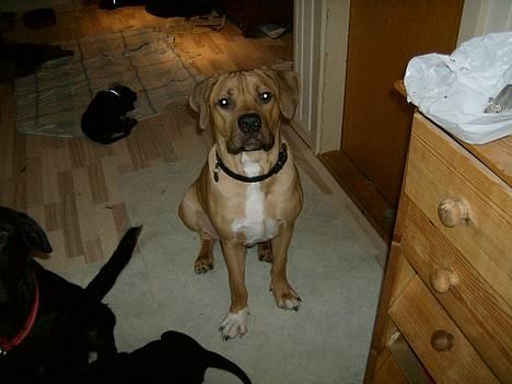 Blanding af racer Kato (R.I.P.) billede 3