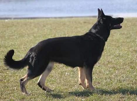 Schæferhund Blondi - Flot stå øvelse billede 6