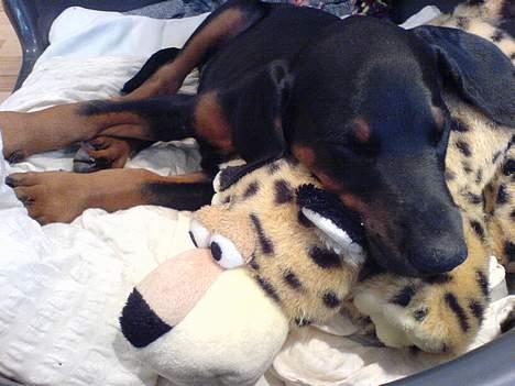 Dobermann Black BallerinaBelladonna - Jeg passer på dig! billede 8