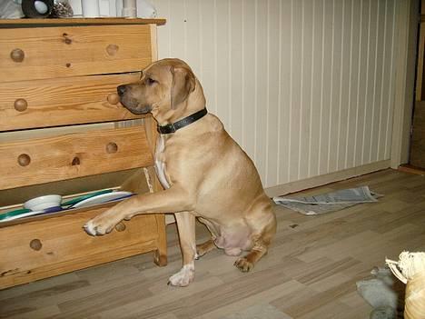 Blanding af racer Kato (R.I.P.) billede 4