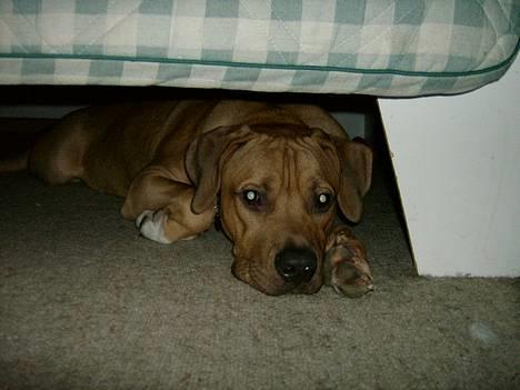 Blanding af racer Kato (R.I.P.) billede 5