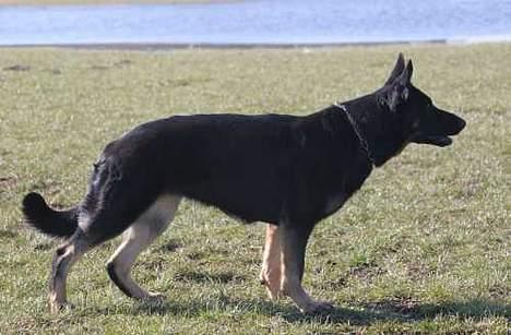 Schæferhund Blondi - Endnu en flot stå øvelse billede 7
